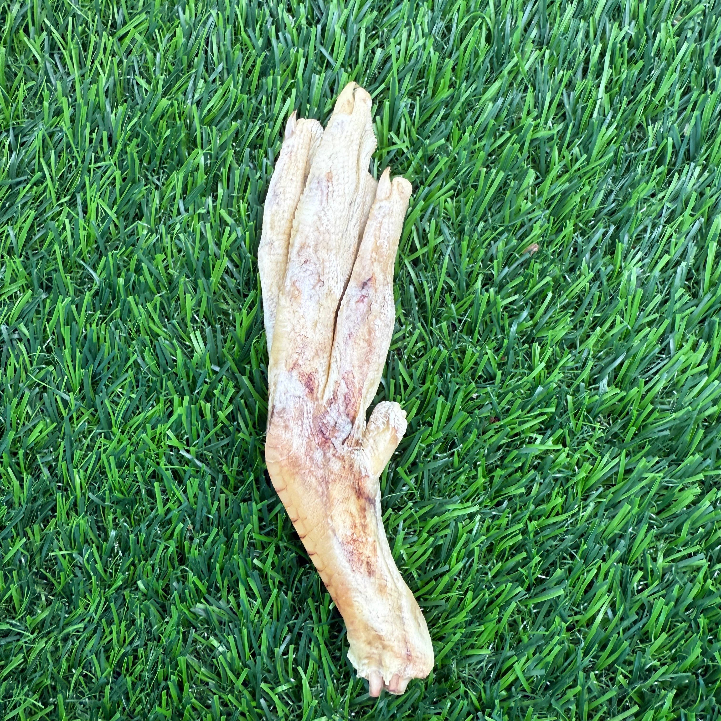 Golden Nibbles - Wholesale Pet Treats - Dog - Duck Feet - Freeze-Dried Treat/Chew for Dogs1