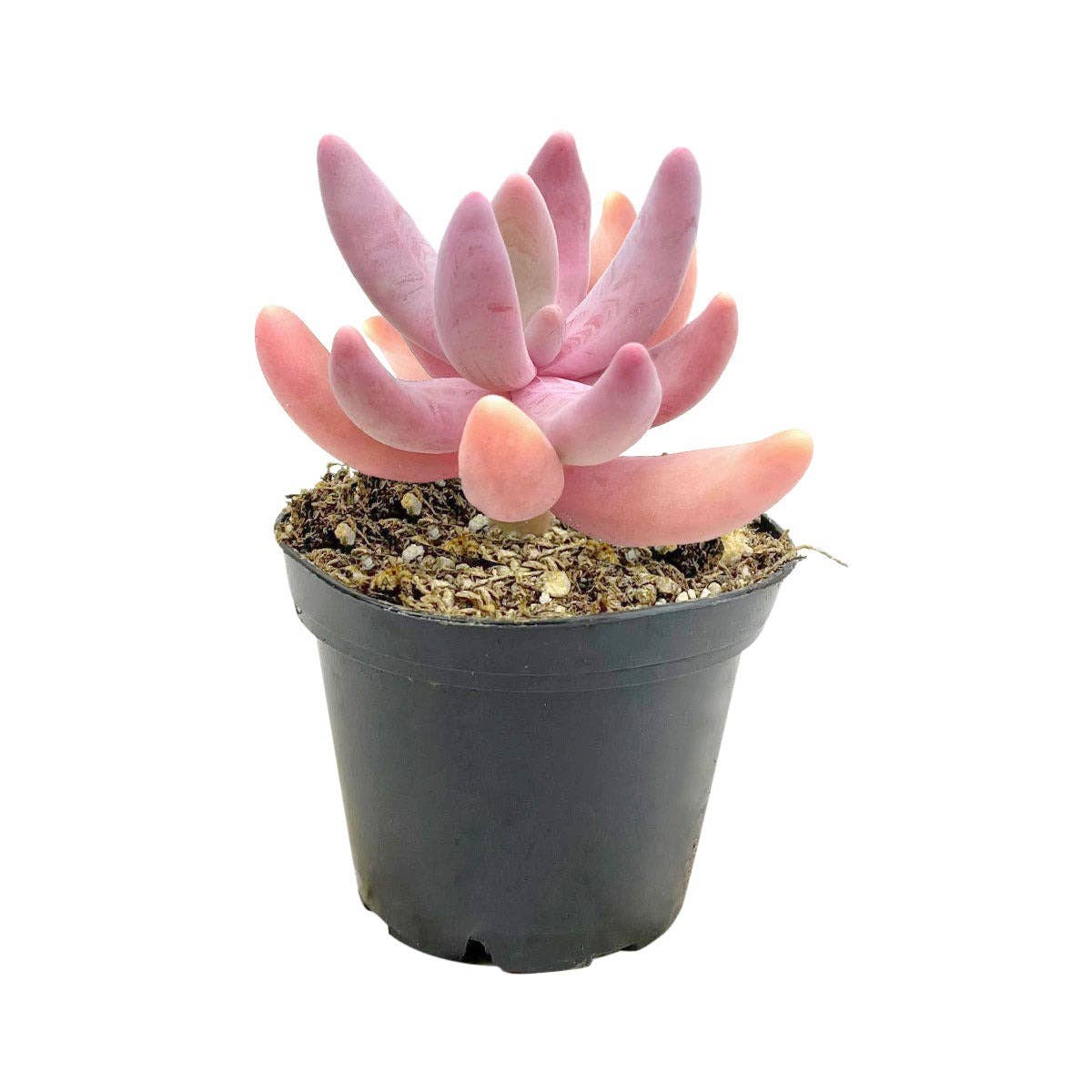 Pachysedum Ganzhou Pink