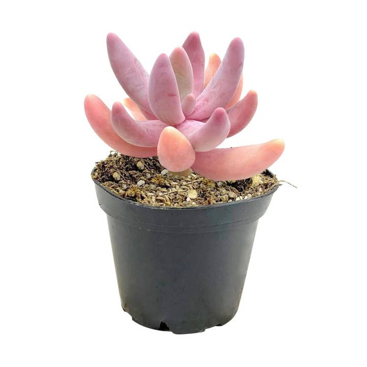 Rare Pachysedum Ganzhou Pink Succulent 2in/ 4in for wholesale by Best Plant Friend