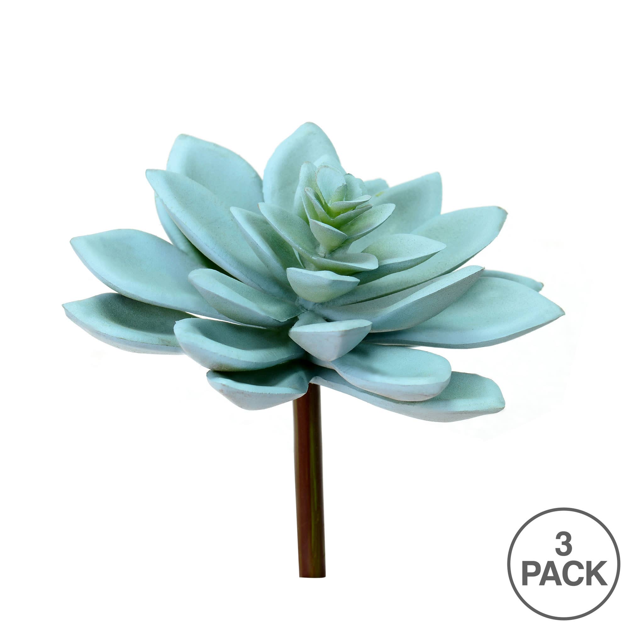 Green Vickerman 4.5" Grn Graptoveria Titubans Pick 3/pk for wholesale on Faire2