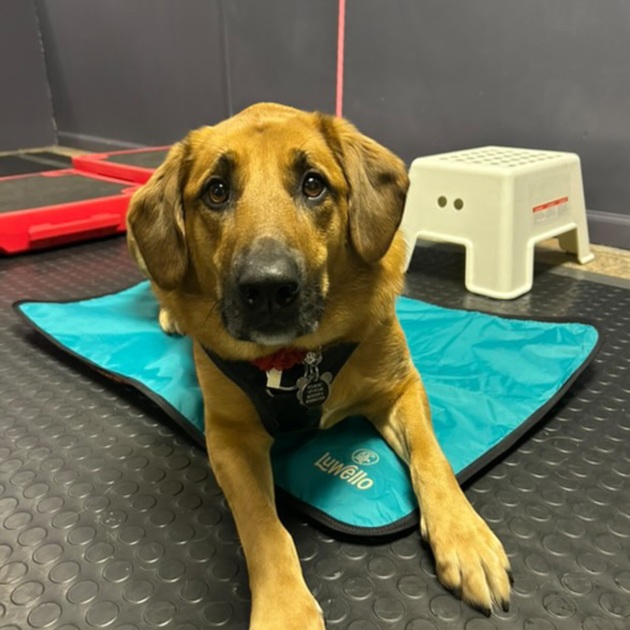 LUWELLO, LLC - Wholesale Pet Bed - Dog - Portable Dog Settle Mat22