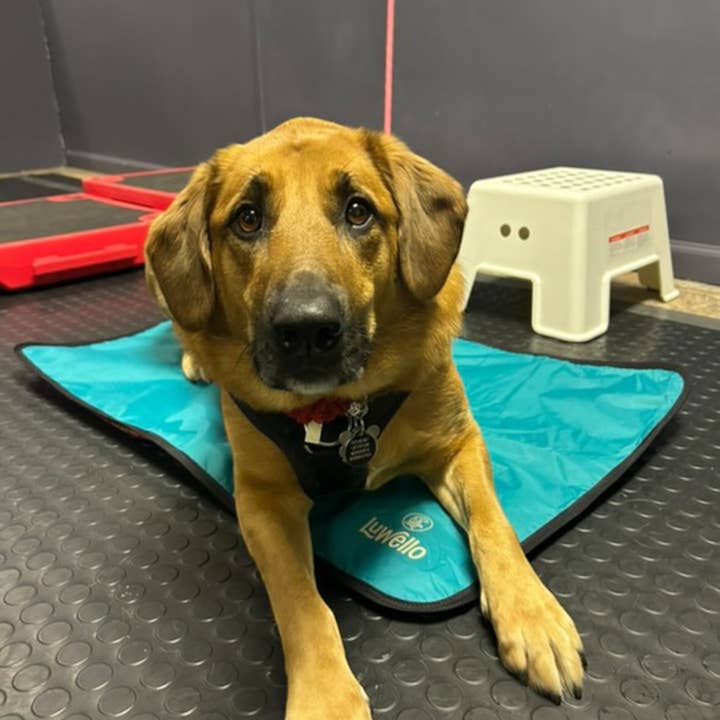 LUWELLO, LLC - Wholesale Pet Bed - Dog - Portable Dog Settle Mat22