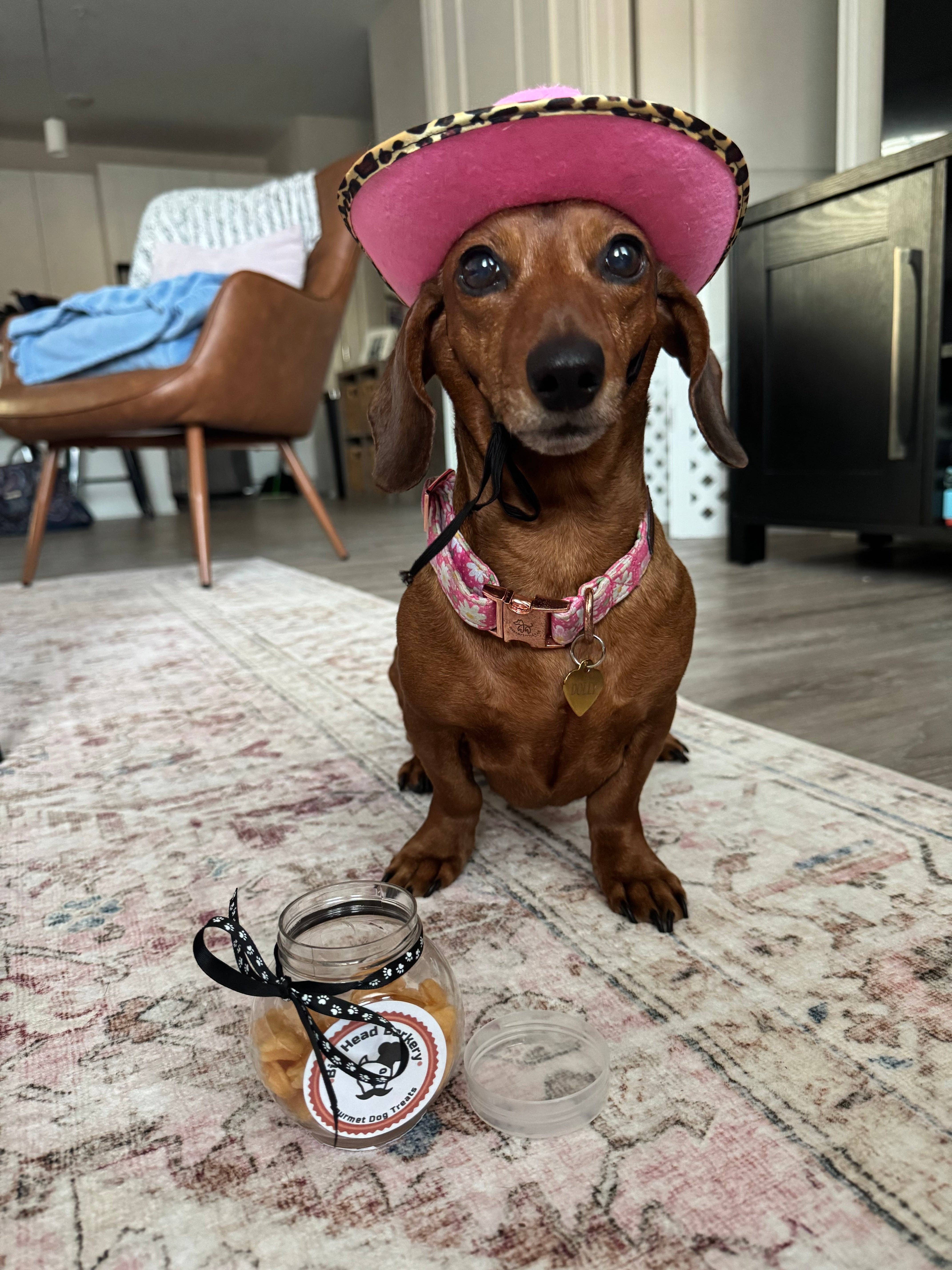 Big Head Barkery - Wholesale Pet Treats - Dog - Cheddar Cheese Fish-Shaped Dog Treats |Crunchy, Savory Bites4