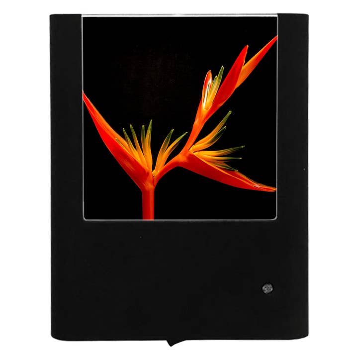 Orange Bird of Paradise for wholesale by Nightlight Studio