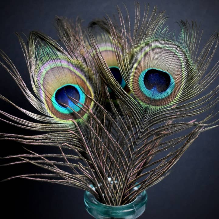 Peacock feathers 22 centimeters for wholesale by Plumes Naturelles