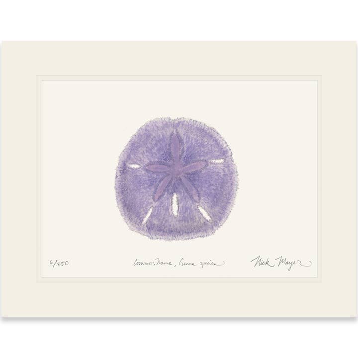 Purple Sand Dollar Limited Edition Print for wholesale by Nick Mayer Art