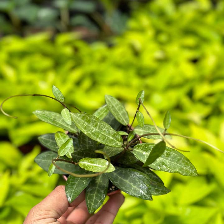 MyPlants LLC - Wholesale Live Plant - Hoya Elliptica - 4" from MyPlants1
