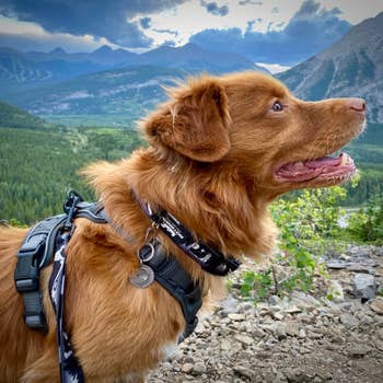 Canmore Alpine Dog Collar For The Outdoors, Rocky Mountain Dog