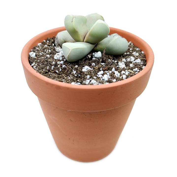 Best Plant Friend - Wholesale Succulent - Karoo Rose Lapidaria Margaretae - Live Succulents 2 in Pot