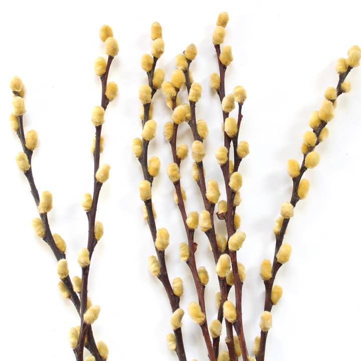 Roxanne's Dried Flowers - Wholesale Dried/Pressed Flowers - Pussy Willow - Dried