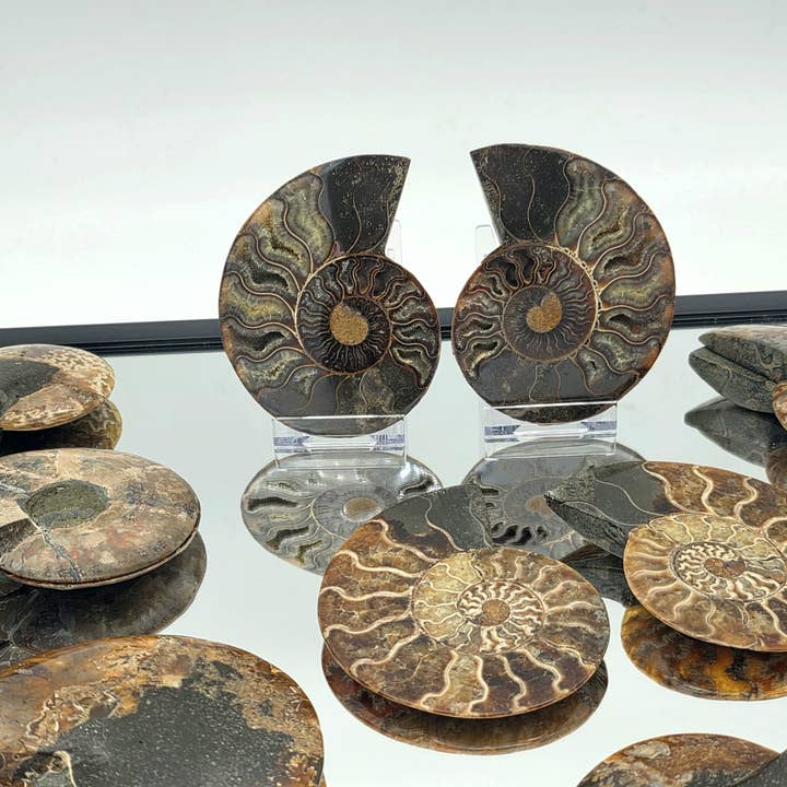 Large Ammonite Fossil Pairs (4.25-4.5 inches) for wholesale by Distinction Crystals