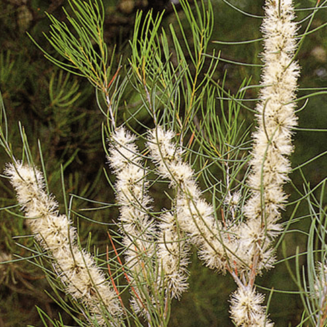 Natural Approach - Wholesale Deodorant – Women's - Australian Rosalina & Honey Myrtle - Natural Deodorant2