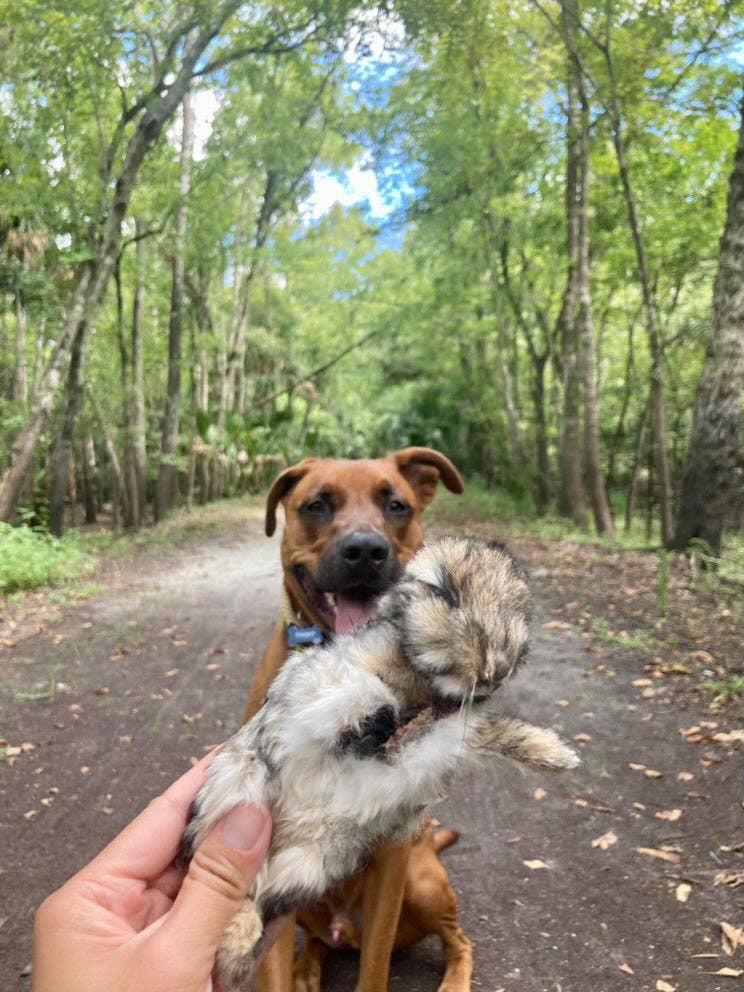 Naked Beasts, Inc. - Wholesale Pet Treats - Dog - Whole Prey Rabbit Fuzzies - Limited Edition2