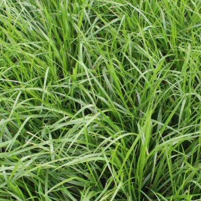 FESCUE for wholesale by ECOPELLETS
