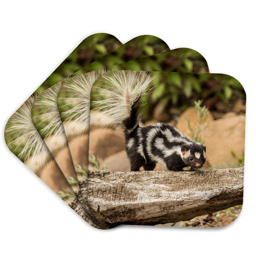 3dRose - Wholesale Coasters - 3dRose, Pine County. Captive spotted skunk. , Coaster7