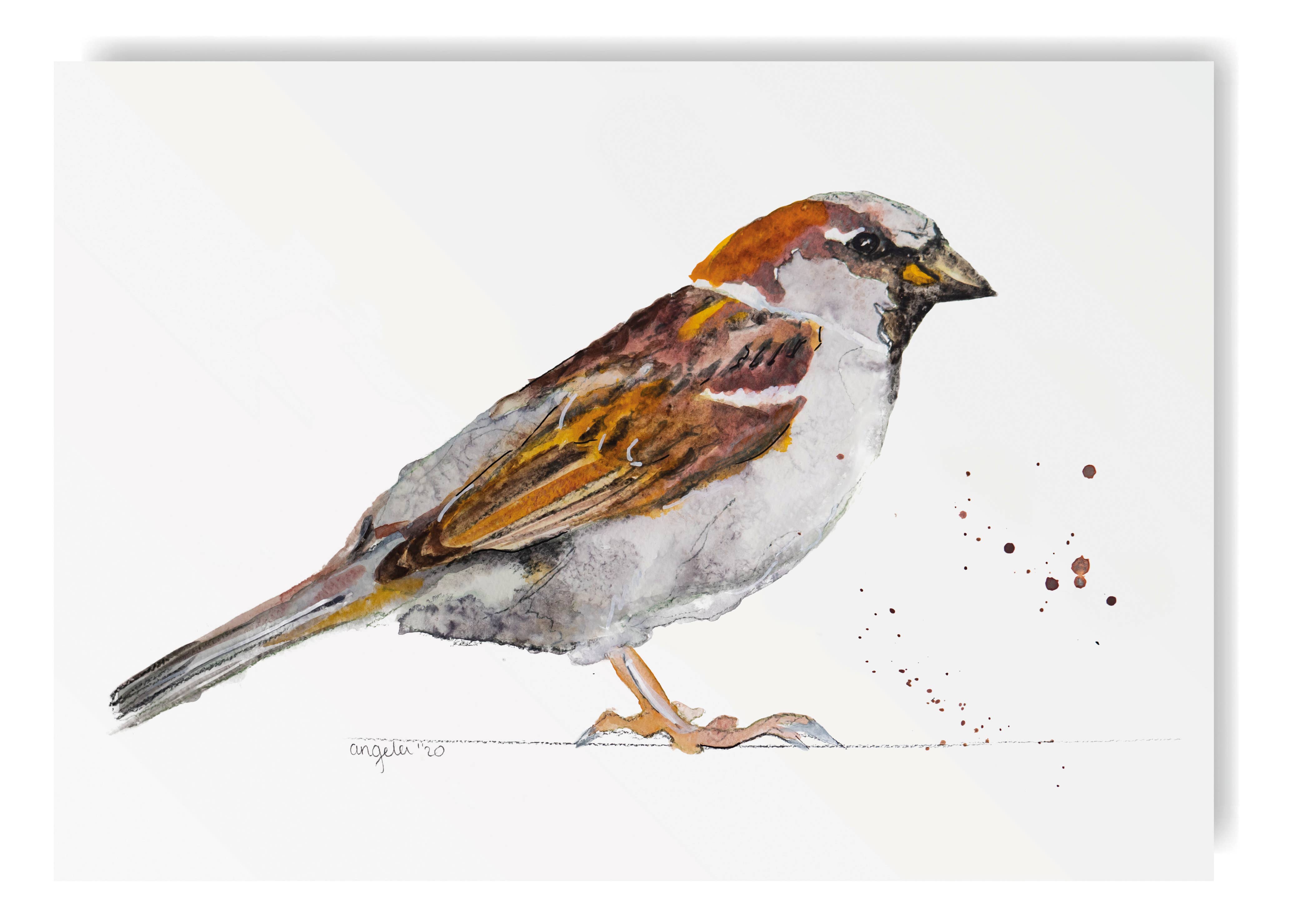 Studio Angelart - Wholesale Stationery/Notecard Set - Native Bird greeting cards set - 15 pieces6