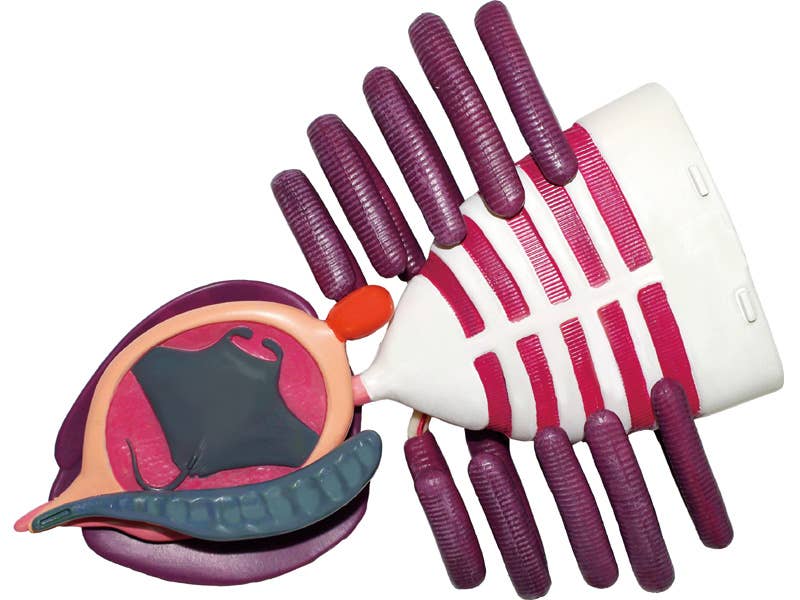 TEDCO Toys - Wholesale Classic Toy - Kids - 4D Manta Ray4