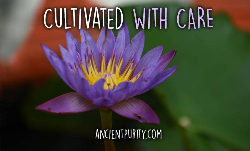 Ancient Purity – Großhandel Loser Tee – Blaue Lotusblume - 20g | Sri Lanka | Ganze Blüten | Tee5