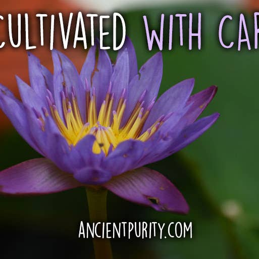 Ancient Purity - Vente Thé en vrac - Fleur de Lotus Bleu - 20g | Sri Lanka | Fleurs Entières | Thé5