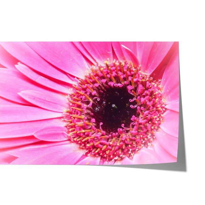 Fleur de Marguerite Rose X | Tirage Photographique d'Art pour la vente par Natasha Riha Photography