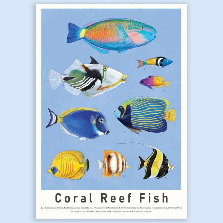 Coral Reef Fish for wholesale by Lemon Damsel