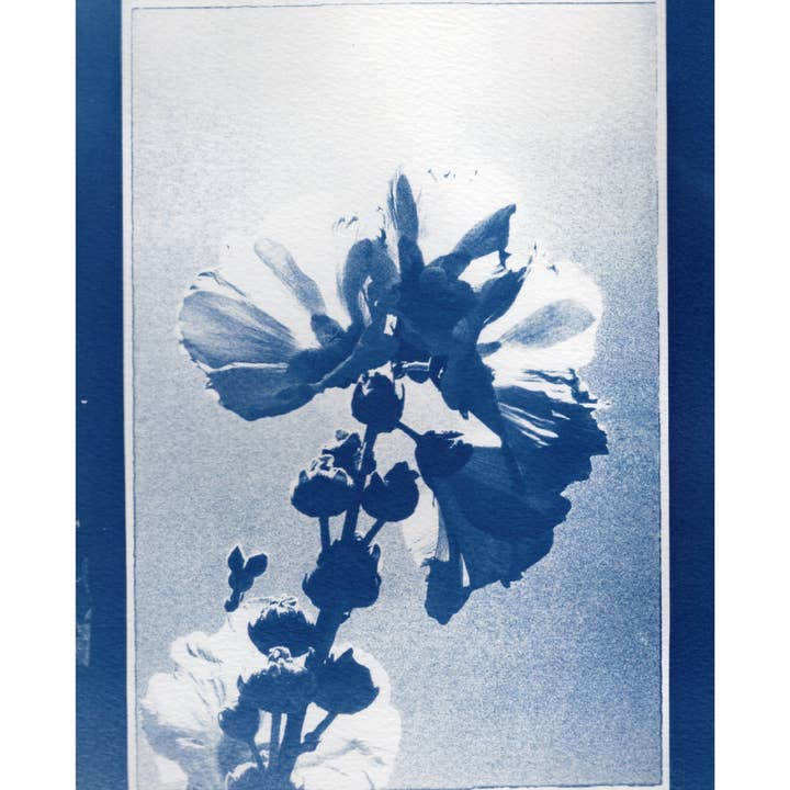 Stokrose | Cyanotype 2025. for engroshandel hos bylindseykusterman