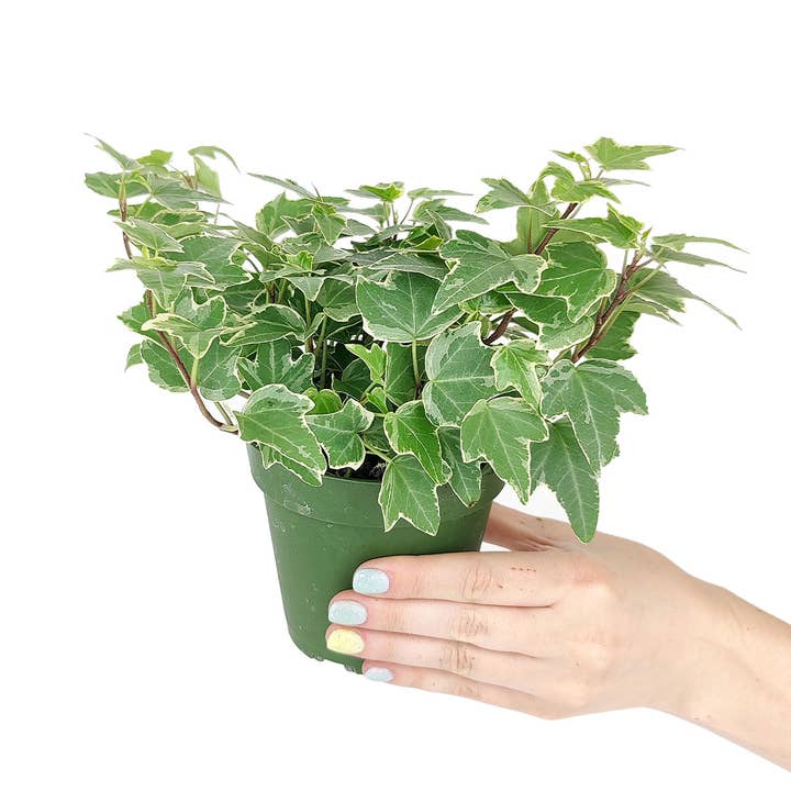 Best Plant Friend - Wholesale Live Plant - Golden English Ivy - English Ivy Hanging Plants - 4 inch