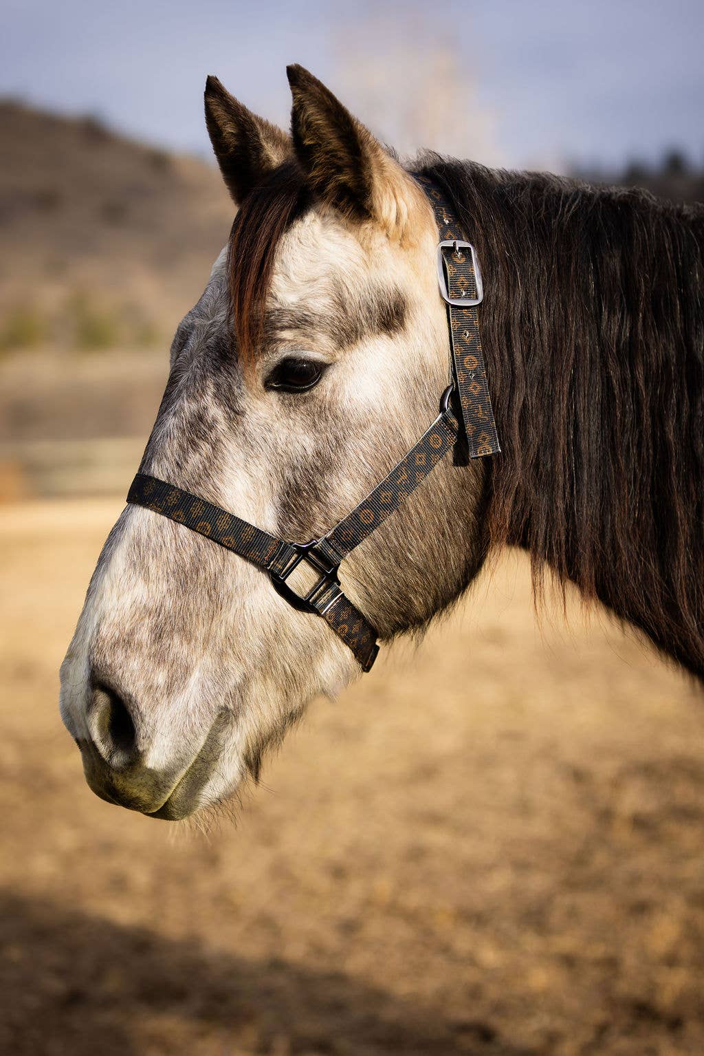 Schulz Equine - Wholesale Horseback Riding Gear - Nylon Halter - Horse Size34
