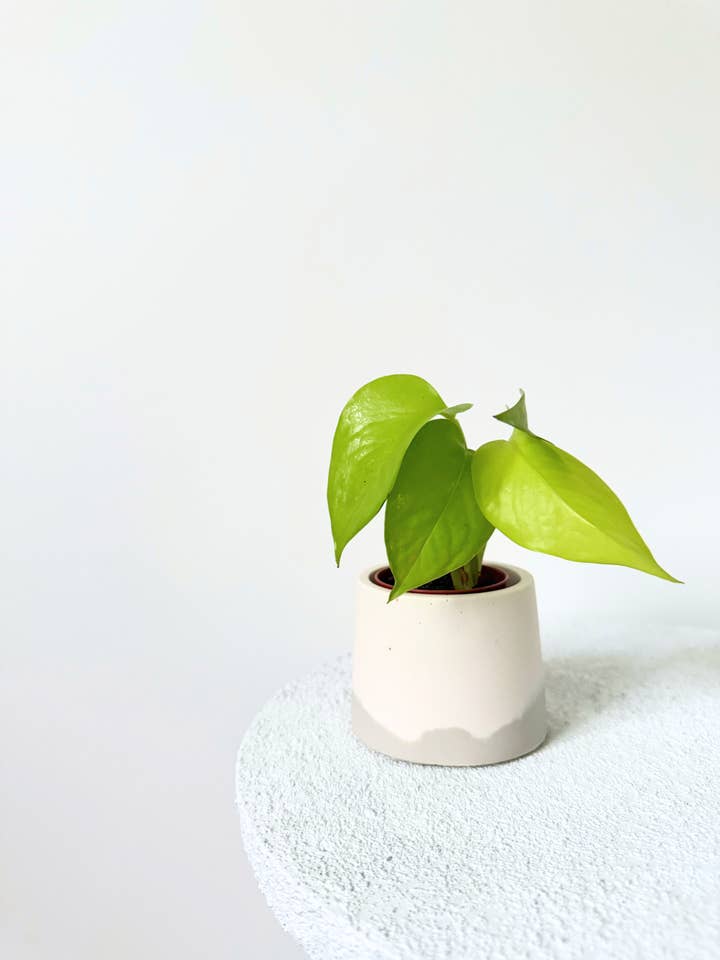 GILL blomkruka för wholesale av STVDIO 21