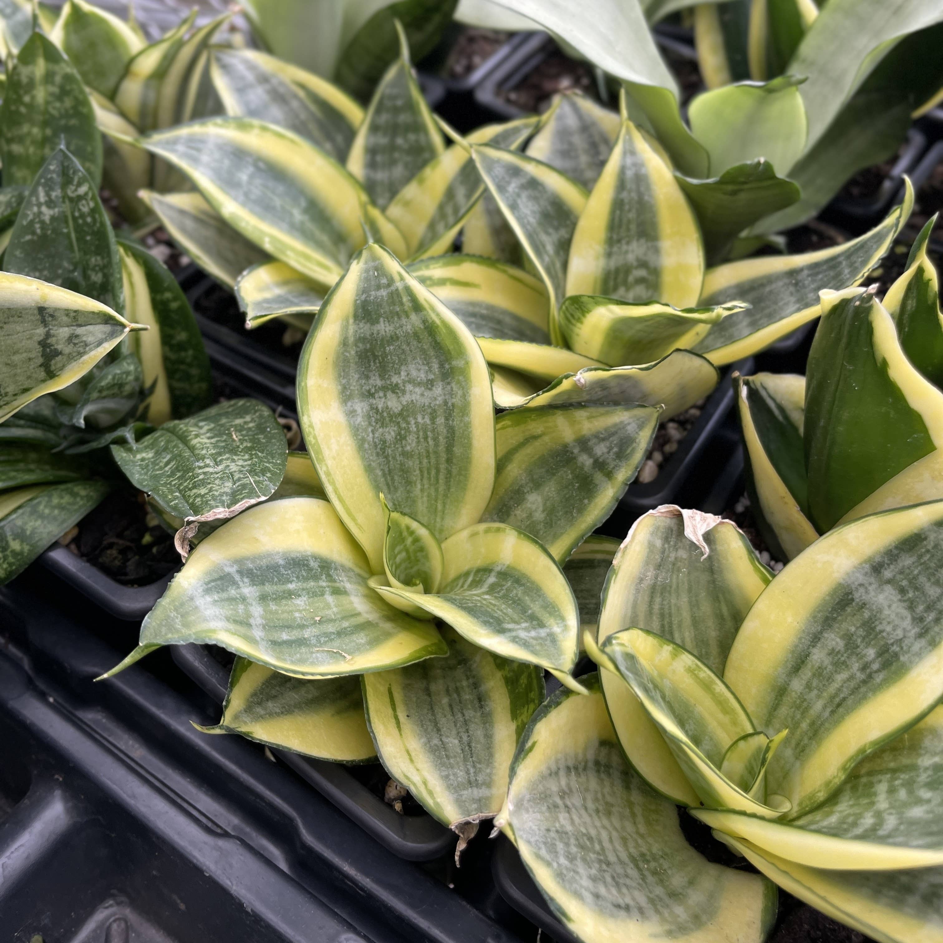 Thorsen's Greenhouse - Wholesale Live Plant - Bird's Nest Snake Plant - Live Plant - Assorted Varieties1