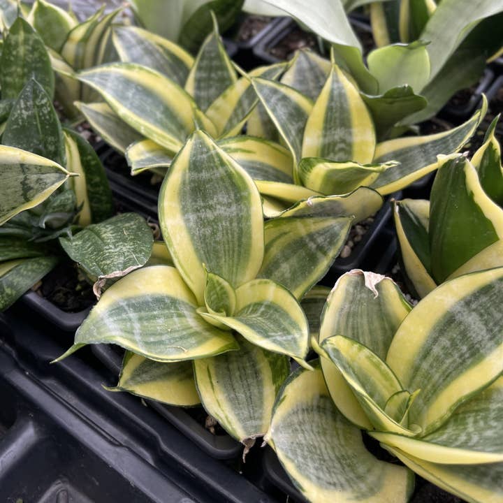Bird's Nest Snake Plant - Live Plant - Assorted Varieties for wholesale by Thorsen's Greenhouse