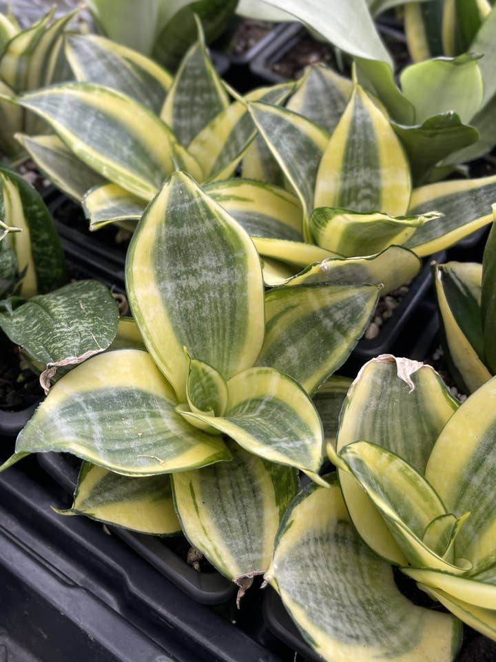 Bird's Nest Snake Plant - Live Plant - Assorted Varieties and other Purchase Wholesale three birds nest. Free Returns & Net 60 Terms on Faire trending on Faire.