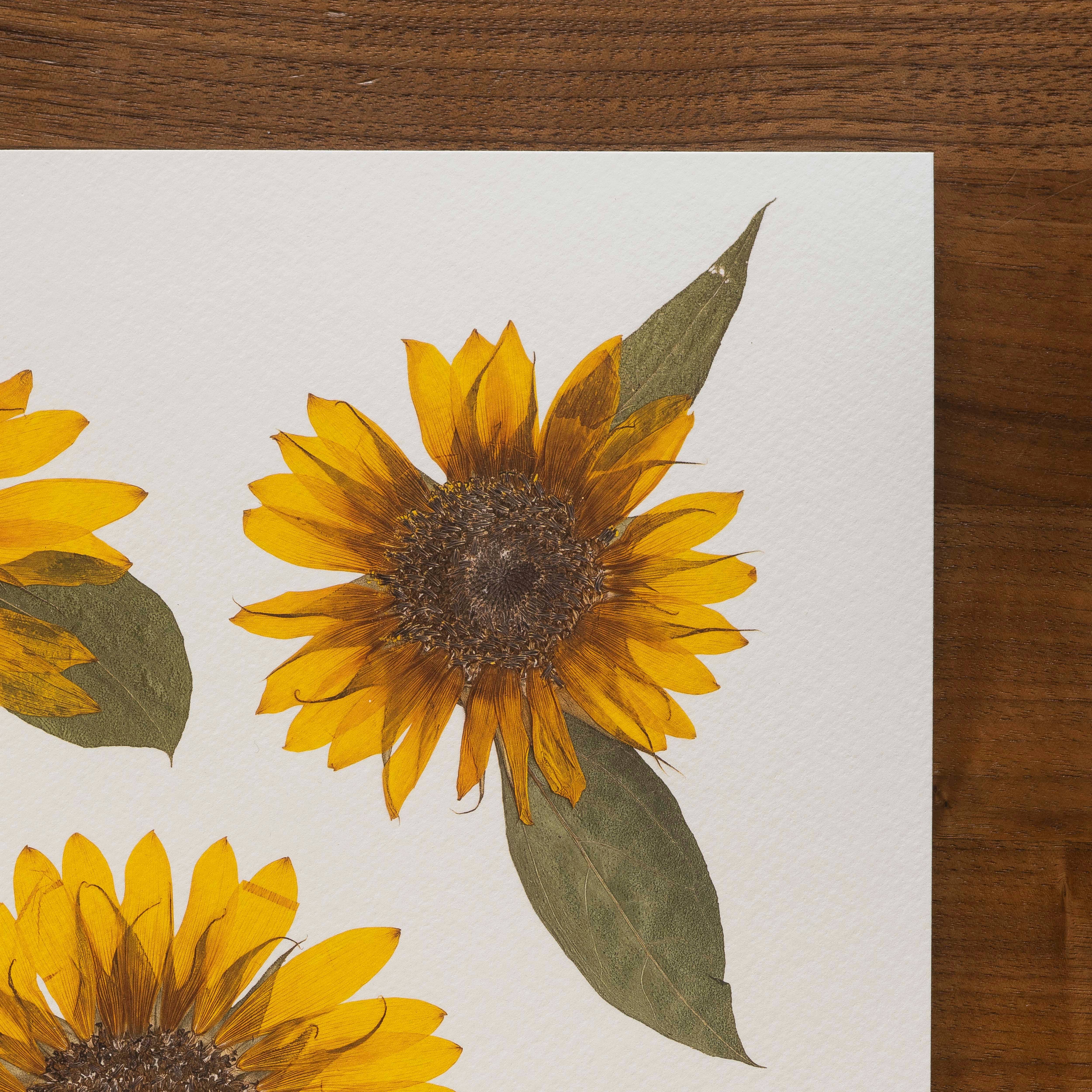 Hope Steinle Pressed Flower Art - Wholesale Art Print - Pressed Flower Fine Art Print - "Golden Glow"3