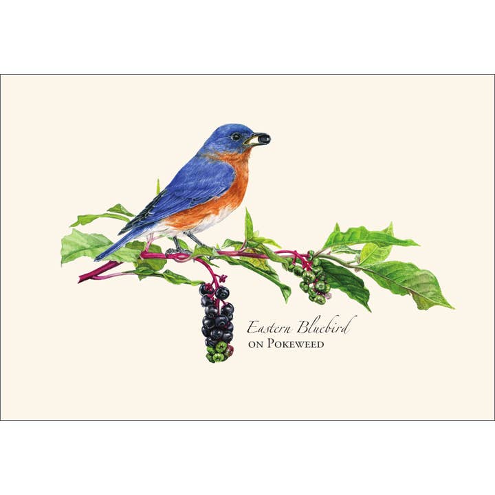 Earth Sky + Water - Wholesale Stationery/Notecard Set - Eastern Bluebird with Pokeweed1