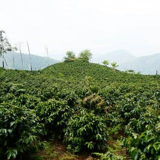 Origem Central/América do Sul por atacado de Four Barrel Coffee