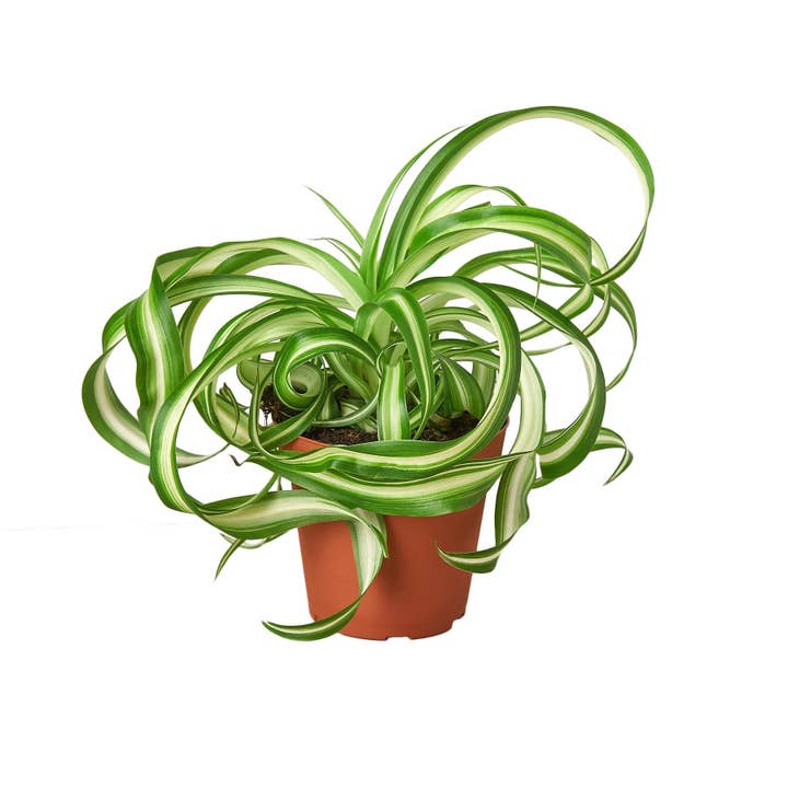 House Plant Wholesale WEST - Wholesale Live Plant - Spider Plant 'Bonnie'
