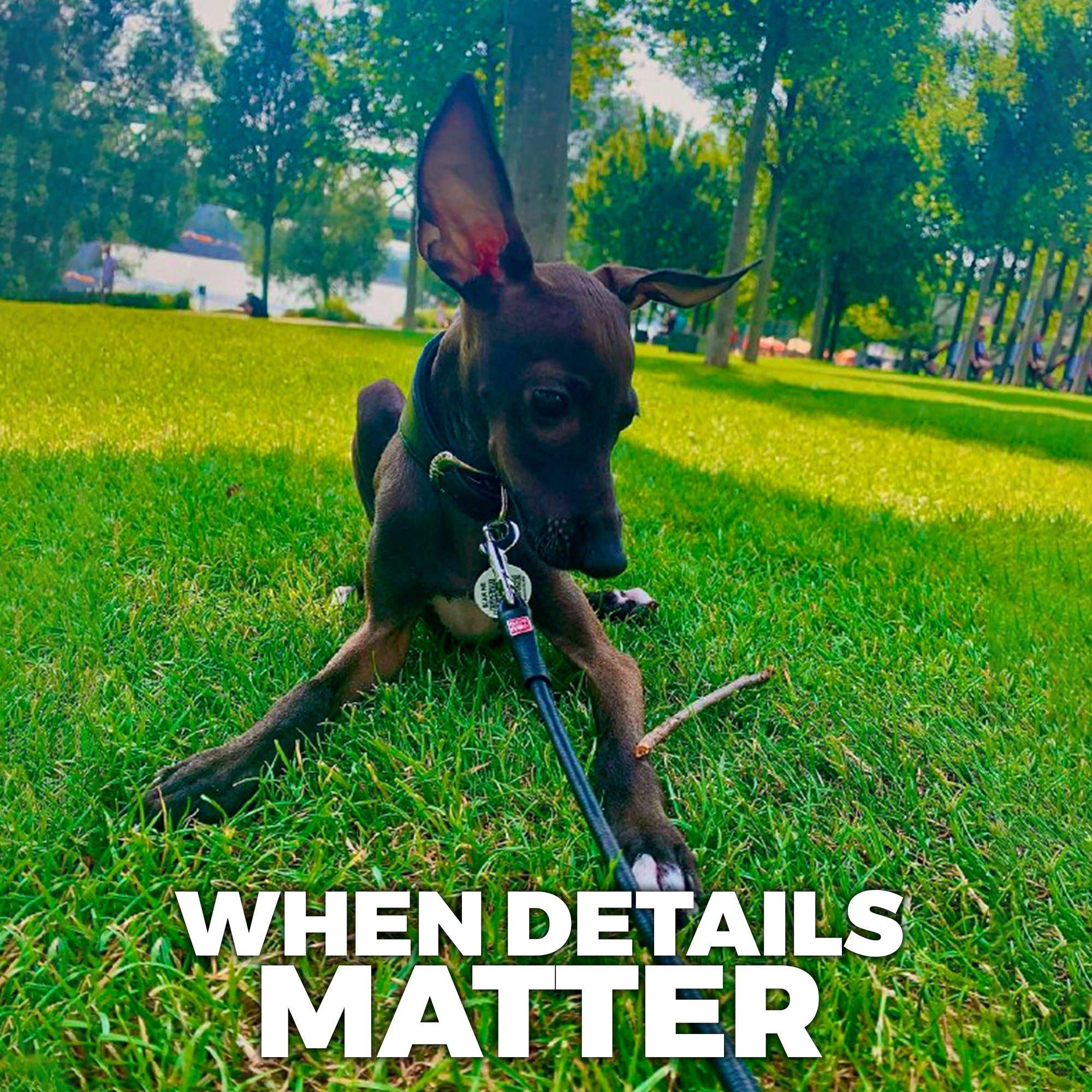 WAUDOG - Wholesale Pet Leash - Dog - Glamour Reinforced Rolled Leather Leash With Metal Clip2