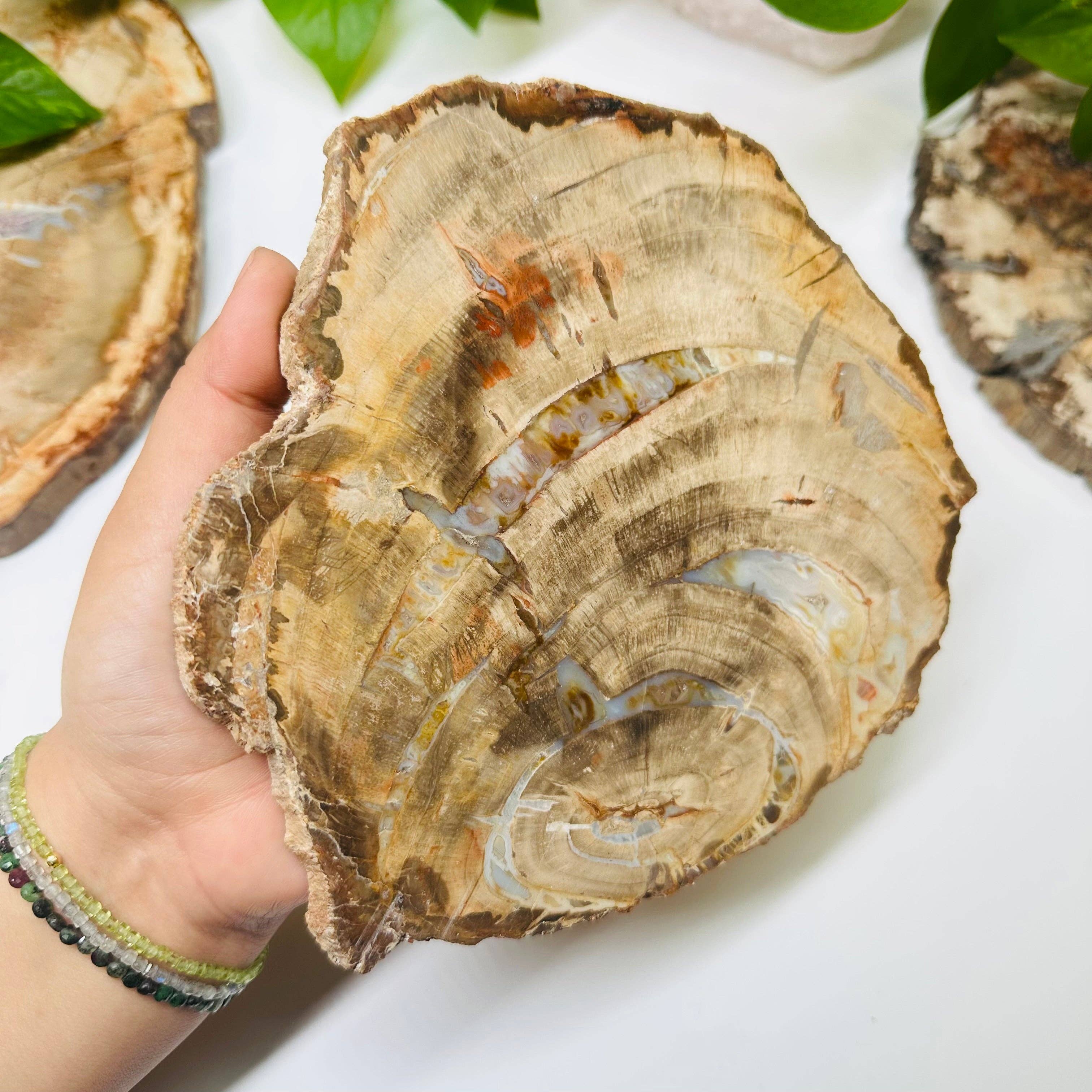 Rock Paradise - Wholesale Spiritual Stone/Crystal - Petrified Wood Slabs8