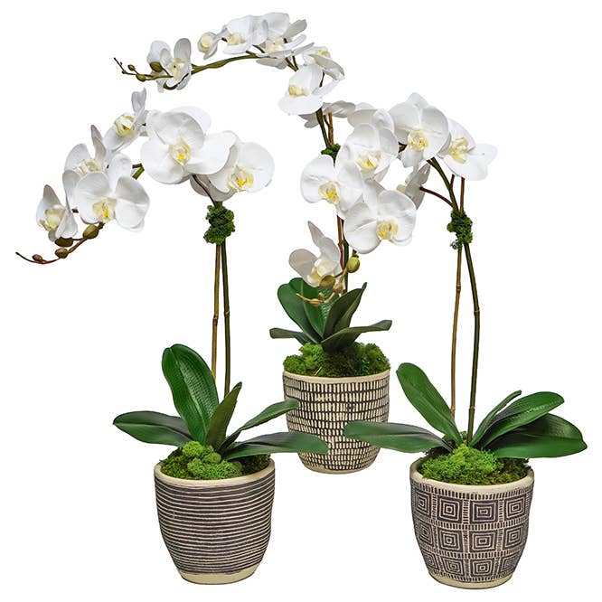 Set/3 Orchids In black/taupe Pot for wholesale by The Ivy Guild