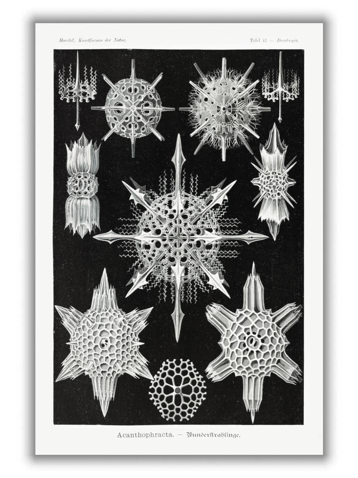 Acanthophracta—Wunderstrahlinge de Ernst Haeckel por atacado de Stanley Print House