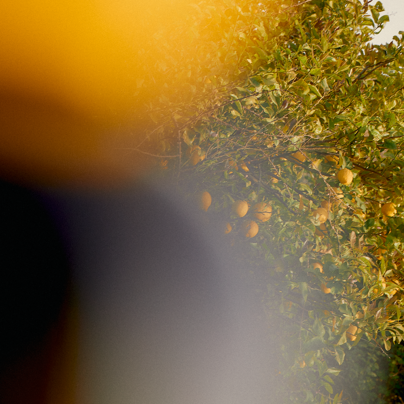 ODE - Wholesale Vermouth/Aperitif - ODE – Bright Lemon6