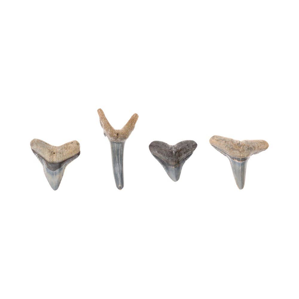 Vives de la Cortada S.L - Wholesale Spiritual Stone/Crystal - Fossilized shark tooth1