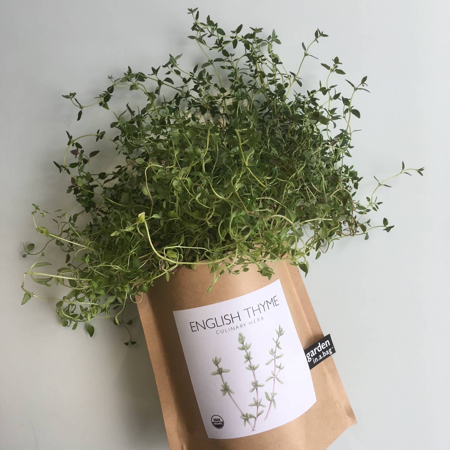 Potting Shed Creations, Ltd. - Wholesale Plant Seeds - Garden in a Bag | English Thyme | Spring Kitchen Garden Gift3