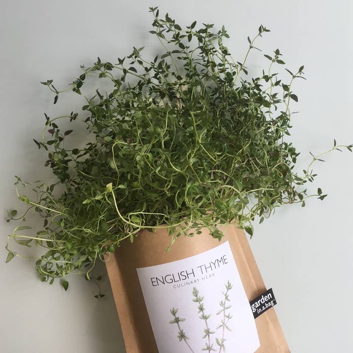 Potting Shed Creations, Ltd. - Wholesale Plant Seeds - Garden in a Bag | English Thyme | Great gift for Cooks3
