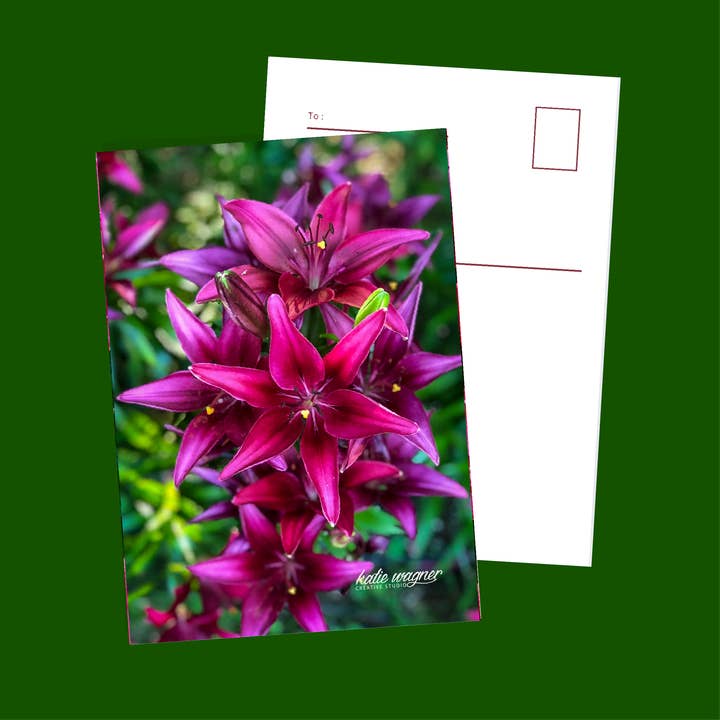 Star Lily for wholesale by Katie Wagner Creative Studio