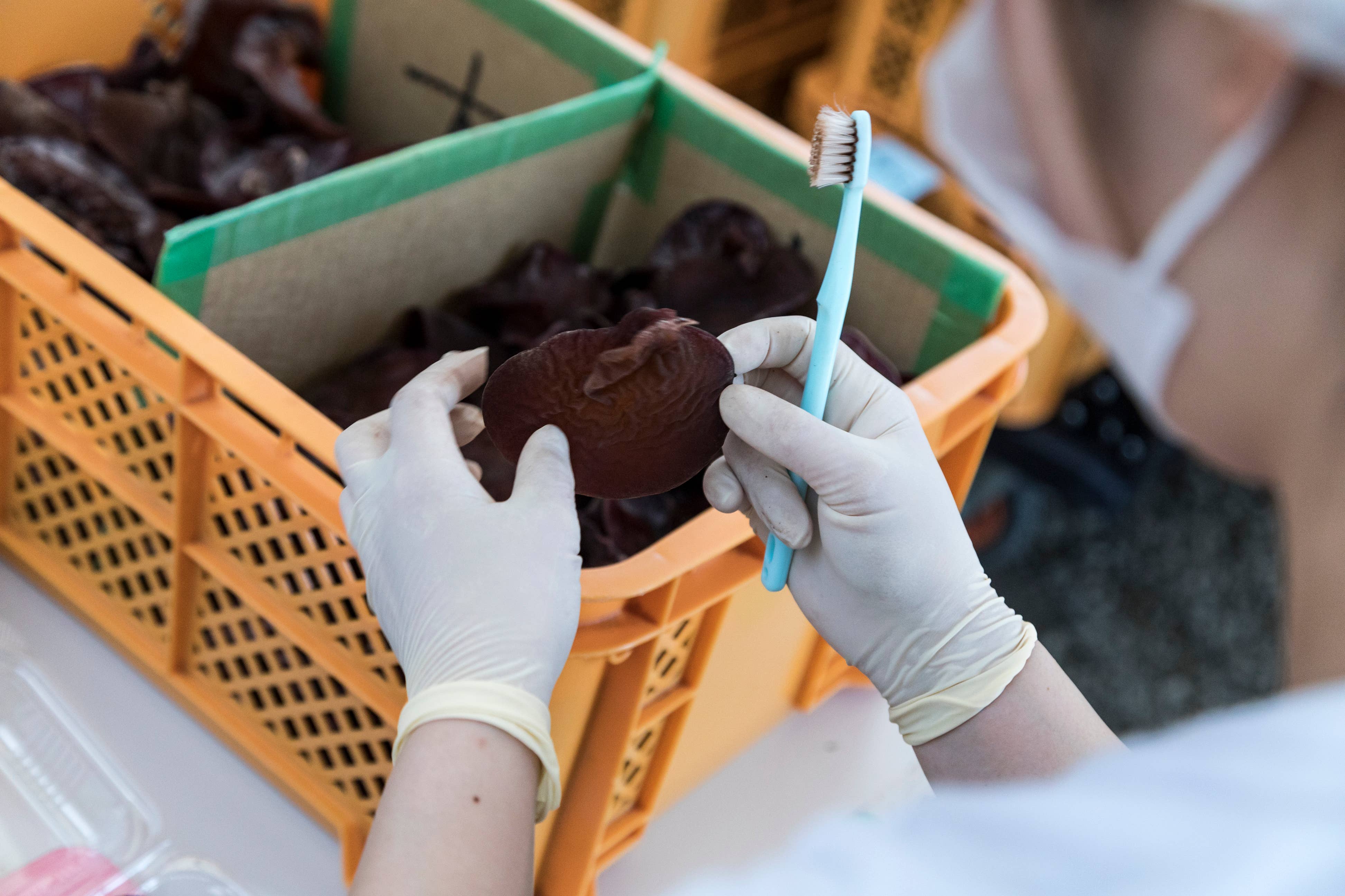 Japan Artisans - Wholesale Dried/dehydrated vegetables - Kasugai-Dried Wood Ear Mushrooms 14g – Organic - Japan9