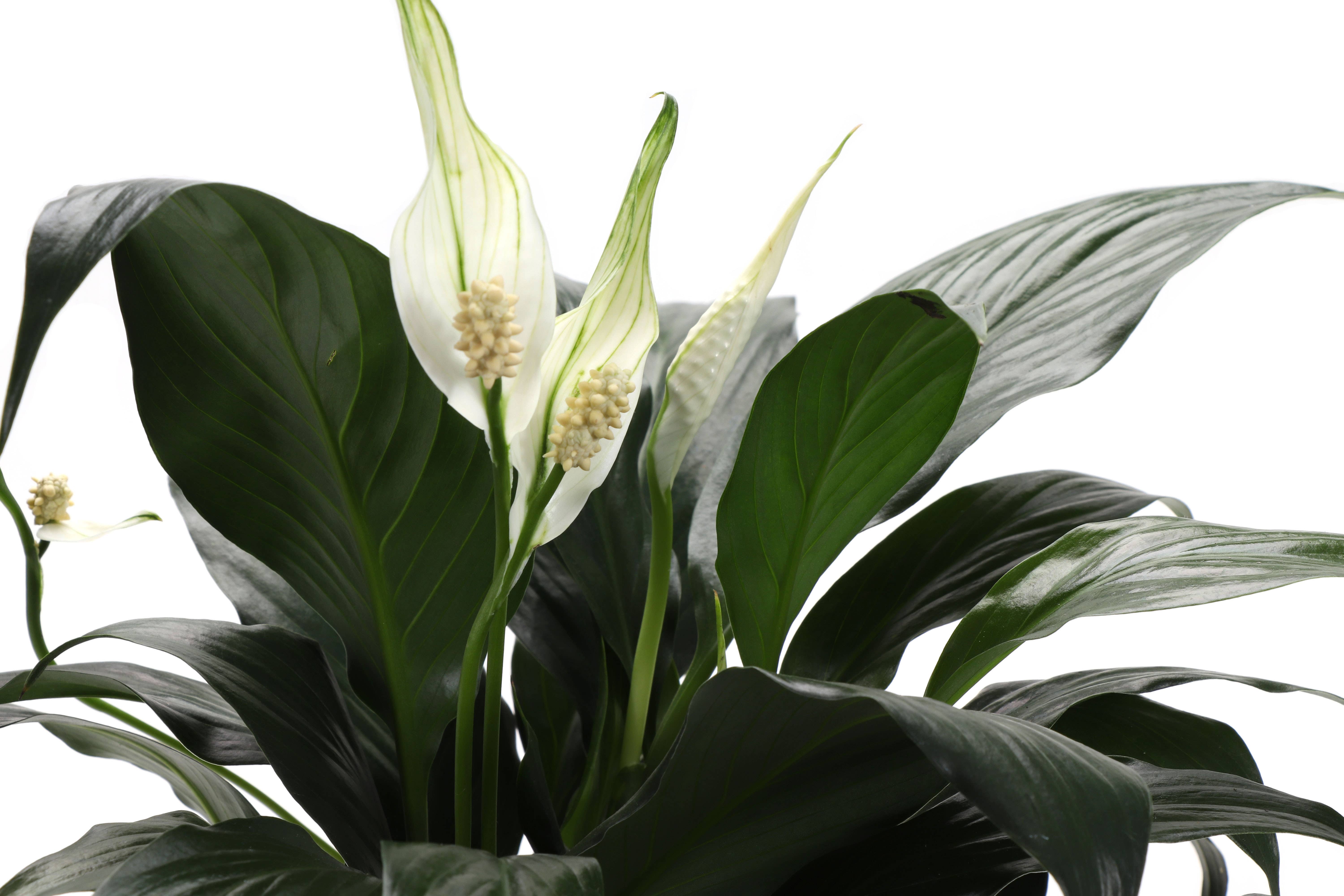 Thorsen's Greenhouse - Wholesale Live Plant - Peace Lily - Live Plant5