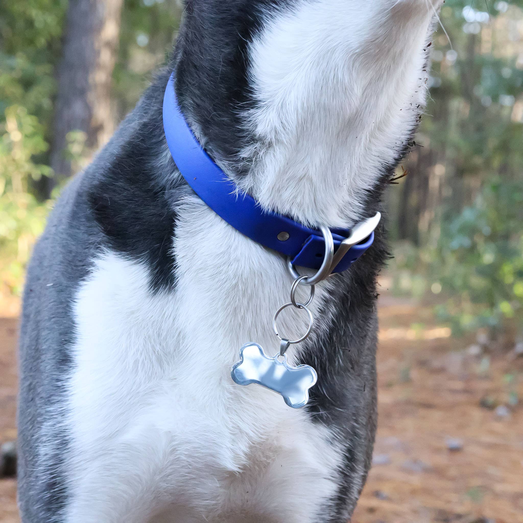 WJW - Vente Médaille pour collier – chat et chien - Médaille vierge en os de chien en acier inoxydable PVD or 18 carats1