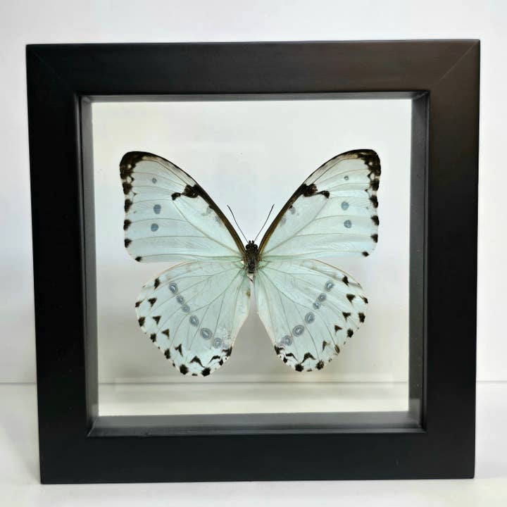 Mint Morpho Butterfly Shadow Box Frame for wholesale by Enchanted Entomology