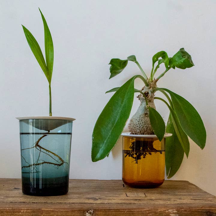 Botanopia - gifts , decor and cards for plant lovers - Wholesale Plant Seeds - Deluxe Gift Box – Germination & Propagation in water11